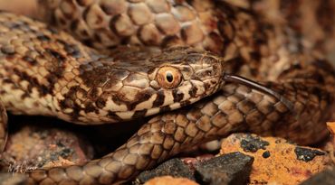 De Vis' Banded Snake with tongue out. 