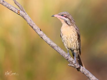 Spiny-cheeked Honeyeater sitting on a branch.