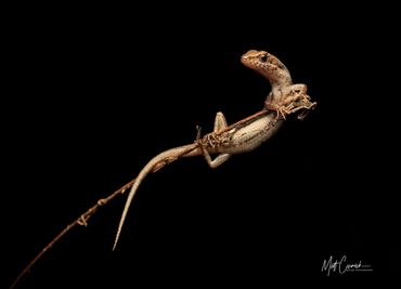 Lizard hanging off a branch.