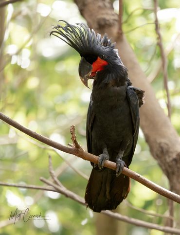 Palm Cockatoo