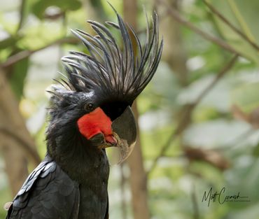 Palm Cockatoo