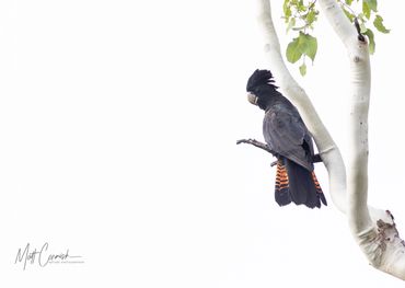 Red-tailed Black Cockatoo perched in a gum tree.