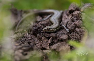 Southern Grass Skink