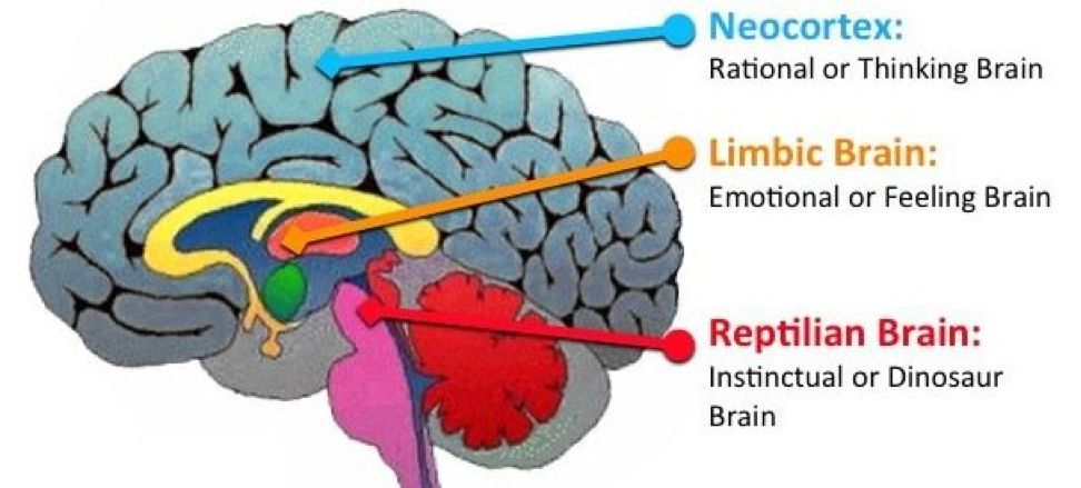 your-brain-a-refresher-part-1-the-primitive-brain