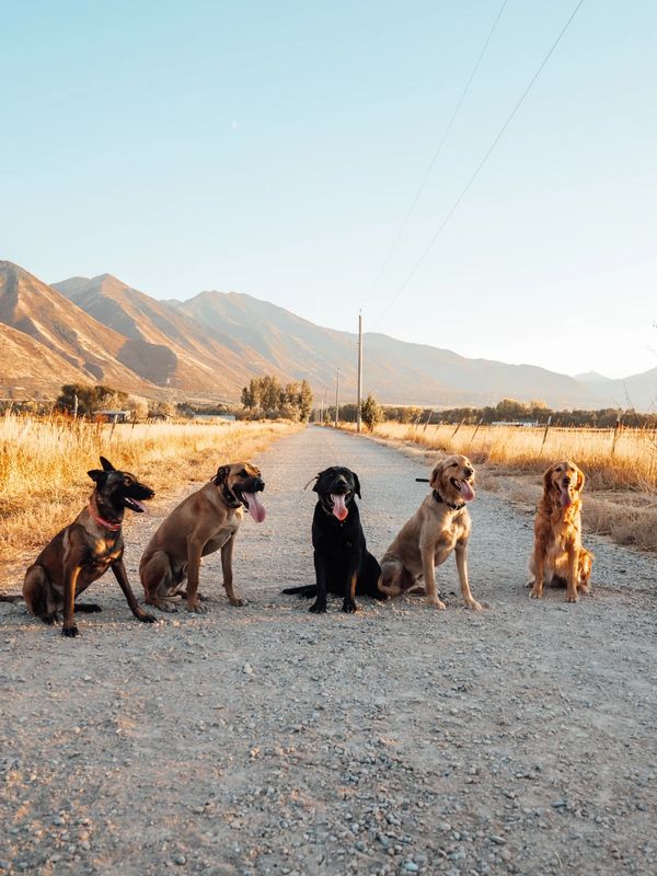 Five dogs sitting on a gravel road with mountains in the background.