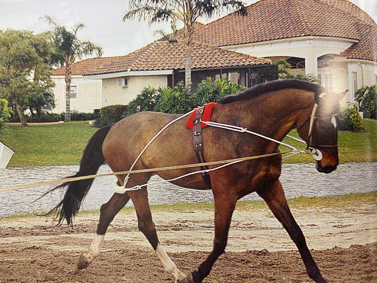Pessoa Lunging System