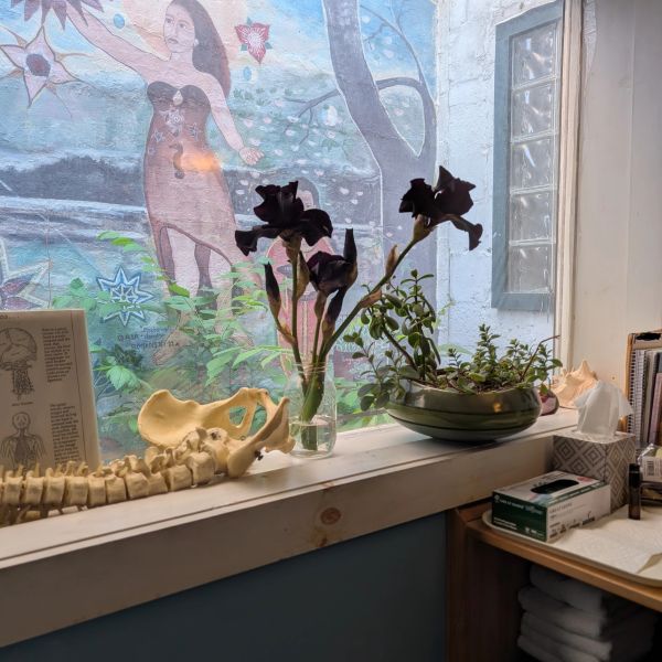 Window with plants, flowers, and an anatomical skeleton model.