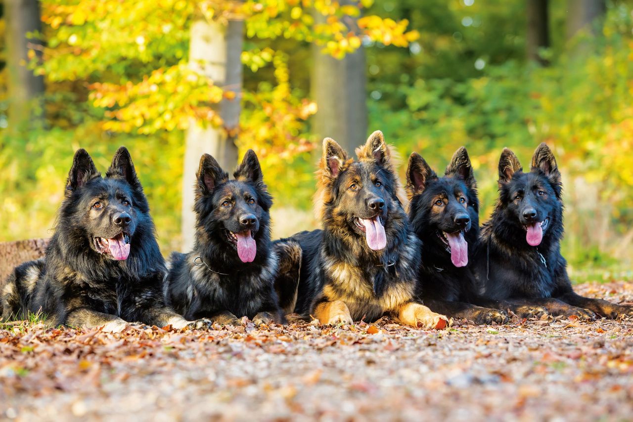 Do Dogs Live In Packs