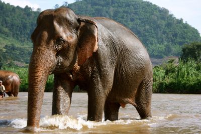 Elephant Nature Park in Mae Taeng, Thailand
