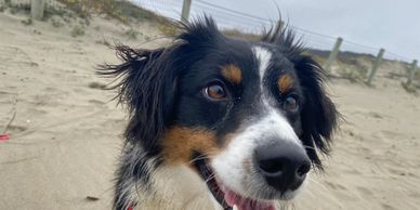 alt="Sweet Mini Aussie Benji relaxing on the beach during Reactive to Relaxed Dog Training"