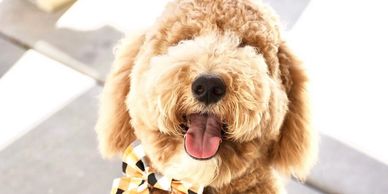alt="Handsome Goldendoodle pup Miles during Reactive to Relaxed dog training with True Training 101"