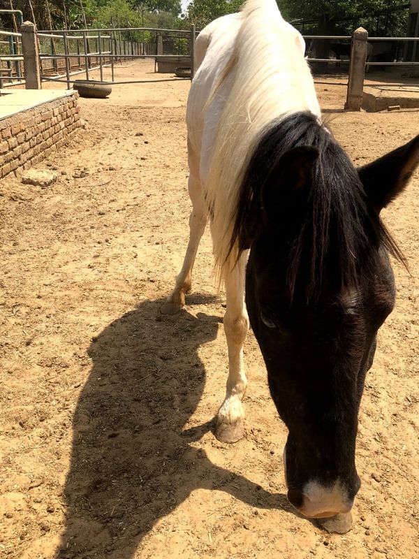 Bulbul, Horse, Rescue, Survivor, shelter, suffering, stray, animal-welfare, animal-rights, cruelty