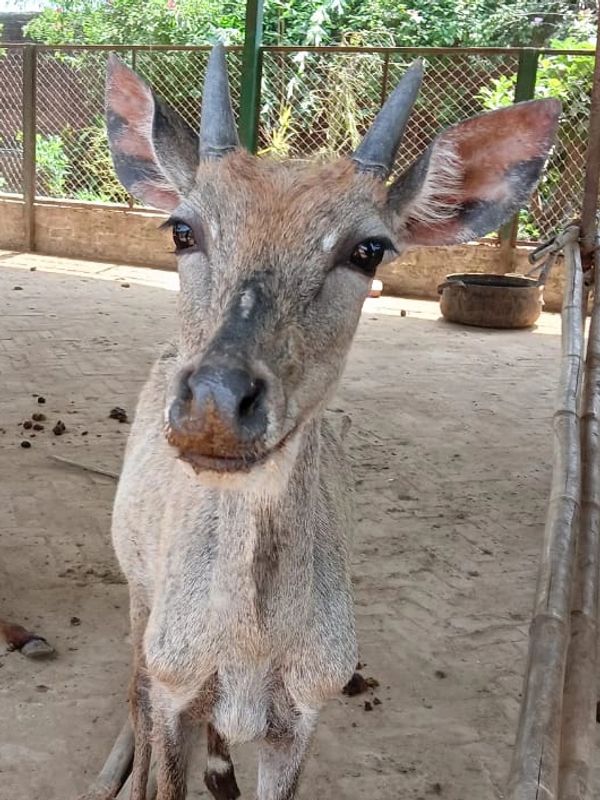 Gunmeet, Nilgai, Rescue, Survivor, cruelty, wild, companionship, animal-welfare, animal-rights