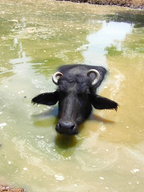 kamli, buffalo, Rescue, Survivor, shelter, suffering, dairy industry, animal rights, animal welfare