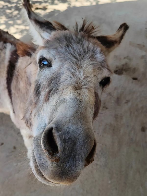 Rey, Donkey, Rescue, Survivor, shelter, suffering, stray, animal-welfare, animal-rights, cruelty