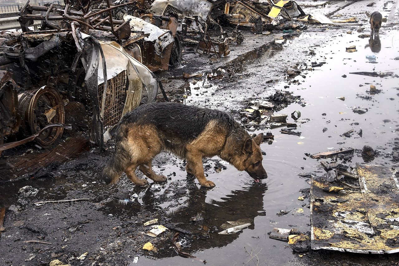 The Plight of Animals Amidst the Ukraine-Russia Conflict