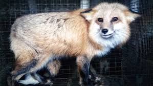 Harsh Reality of the Fur Industry Harsh Reality of the Fur Industry