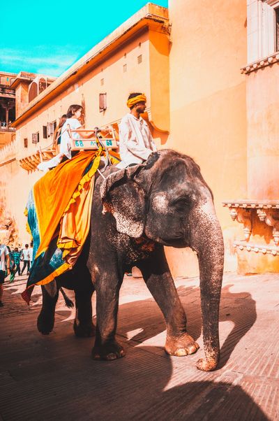 ANIMALS IN TOURISM ANIMALS IN TOURISM