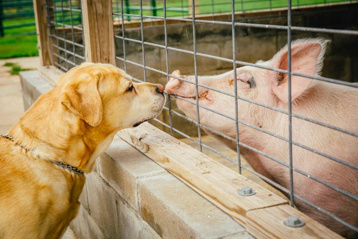The Sentience of Animals The Sentience of Animals