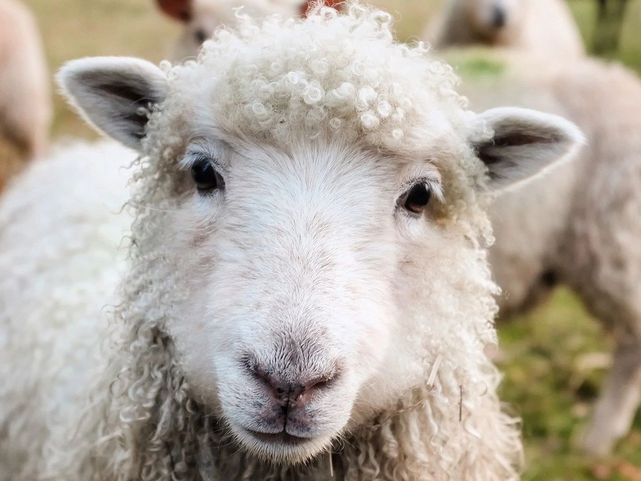 10 Cruelty-Free Wool Alternatives