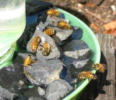 Providing water sources right by your hive will help bees save time & energy.  Bees need water to he