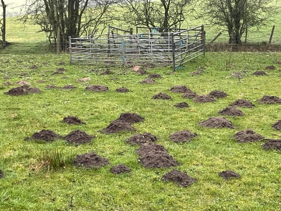 Bakewell Mole Control Pest Derbyshire Peak District