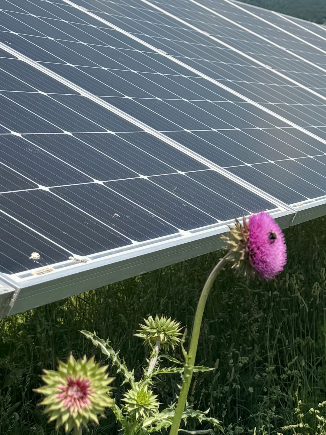 Solar panels in a grassy field with blooming thistle flowers and a bee.