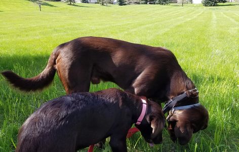 Remington and Sienna, two of our four-legged family members. Chocolate Labradors are special too!