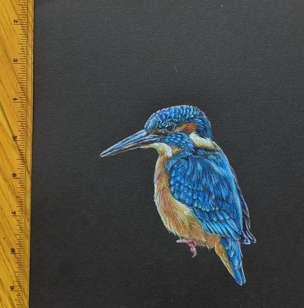 Kingfisher colored pencil