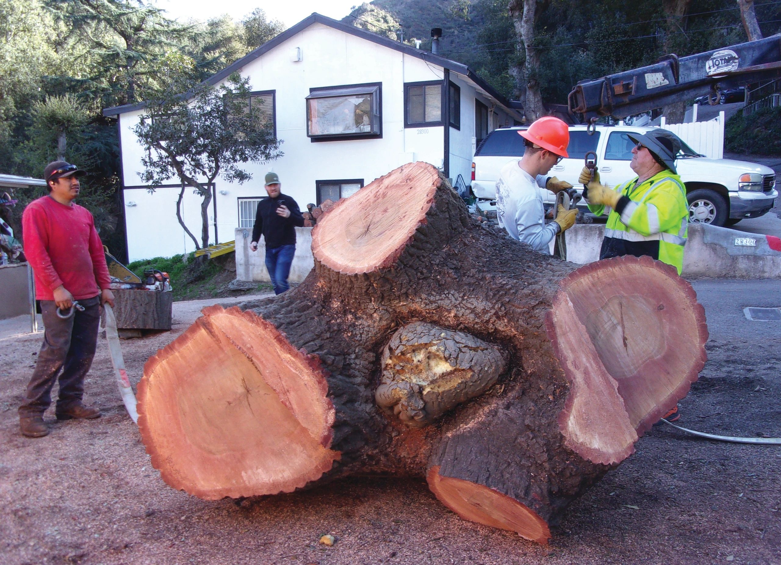Silverado resident on a mission to save trees from lethal insects