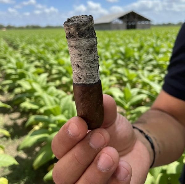 Mano sosteniendo un cigarro casi completamente consumido.