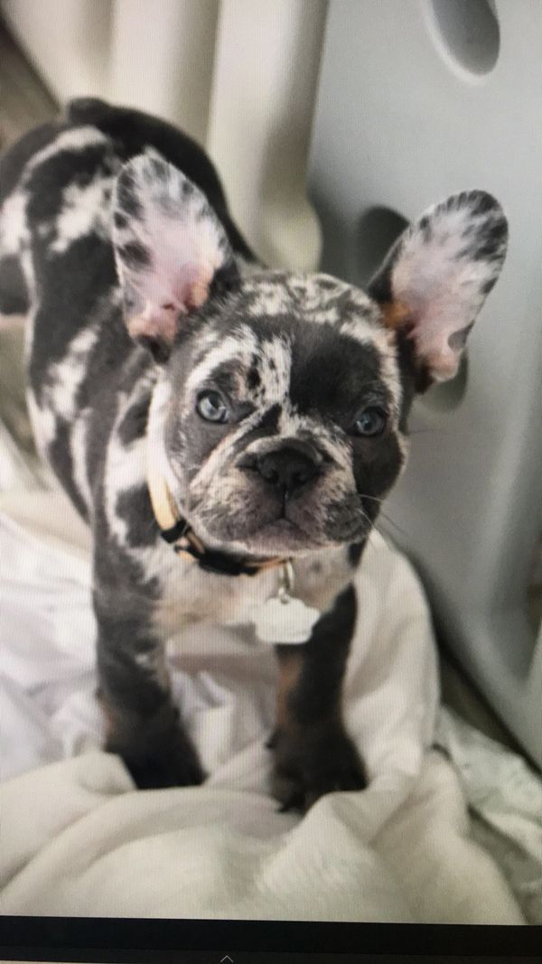 Our girl Yahtzee-cannot wait to see what she brings to the program!