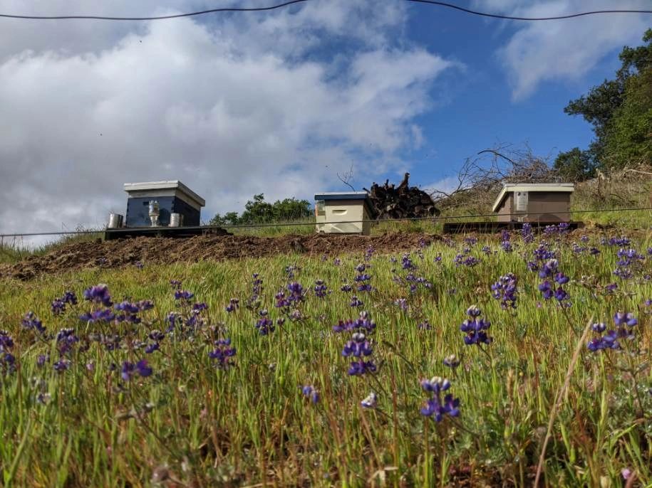 Meadery, Honey Wine, Mead Marin Meadery Novato, California
