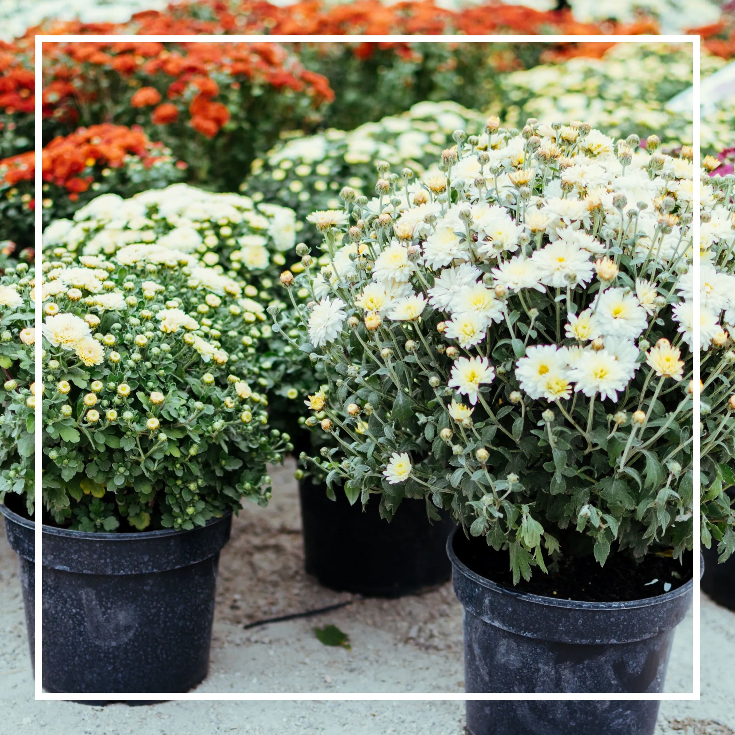 White mum flowers in pots