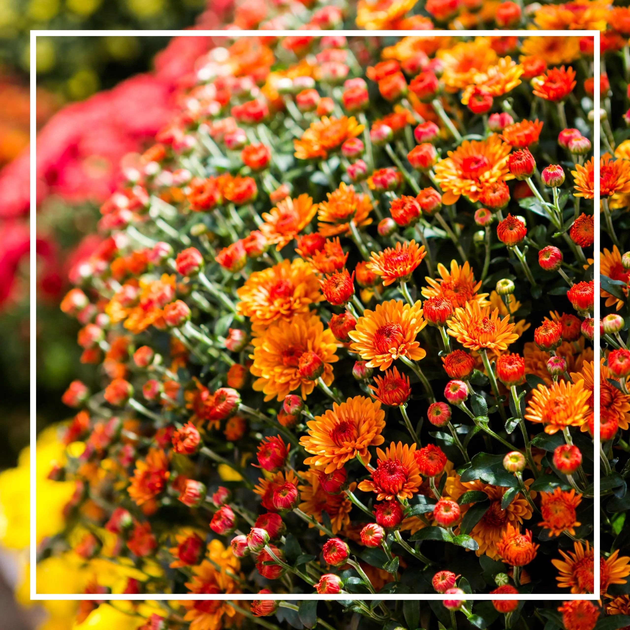 Picture of orange, red, and yellow mums