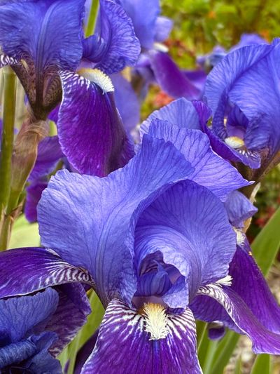 Close-up of vibrant purple irises in bloom.