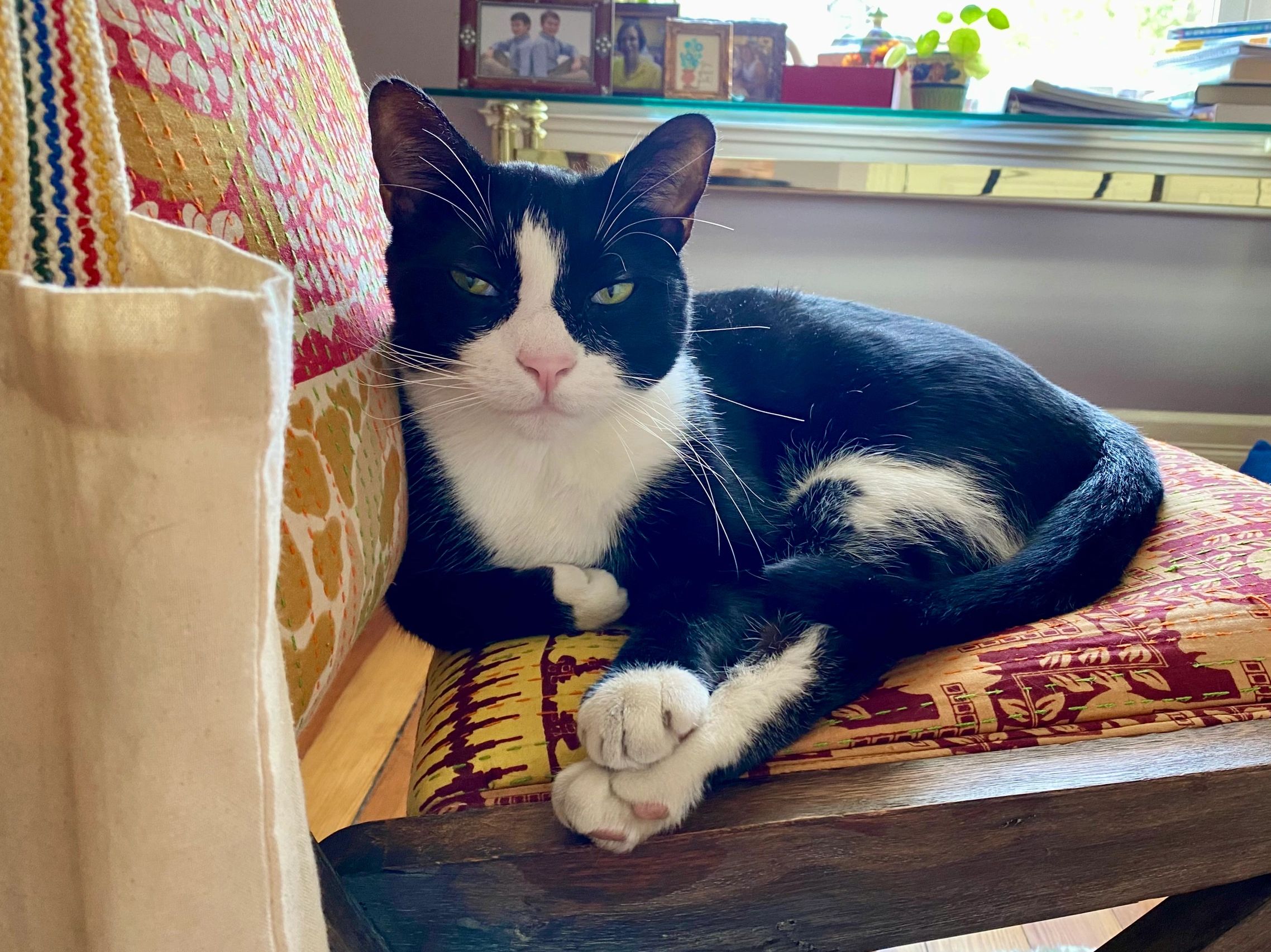 Rocky the cat sitting on a chair.