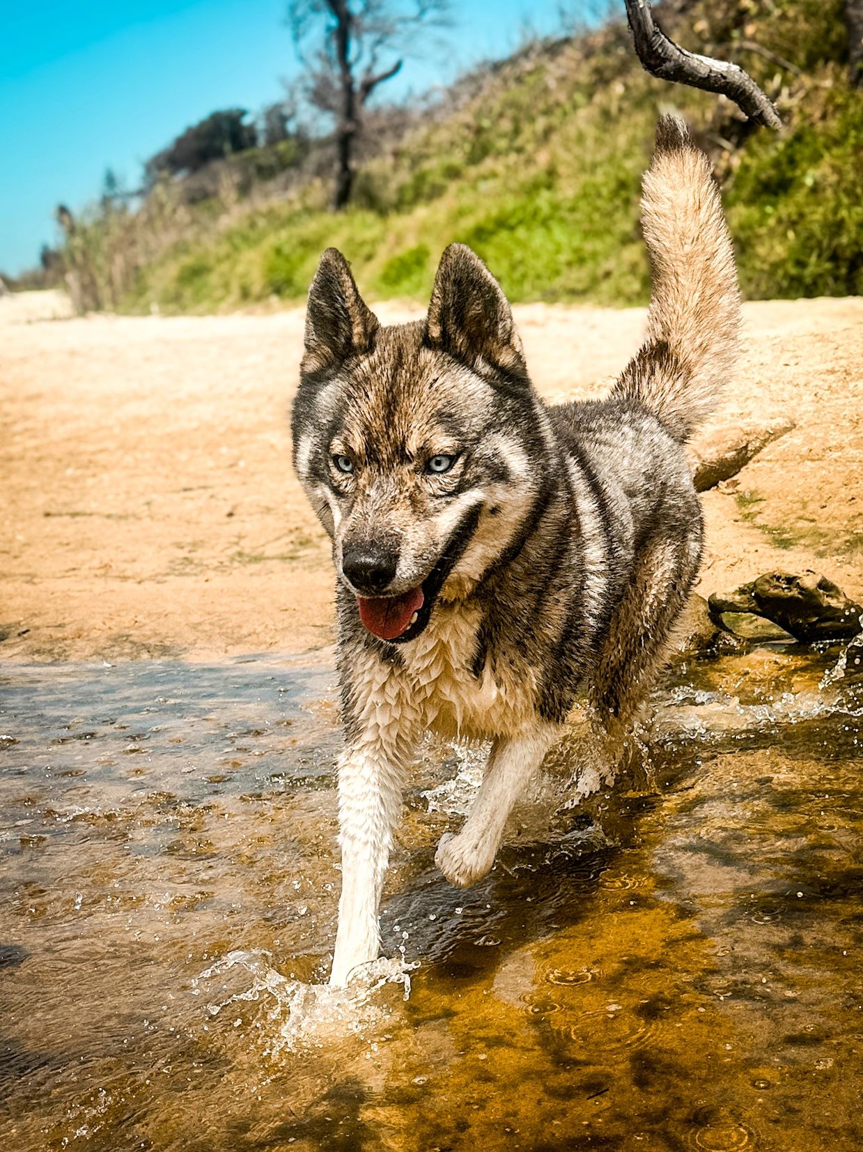 Wet husky playing in water outdoors.
