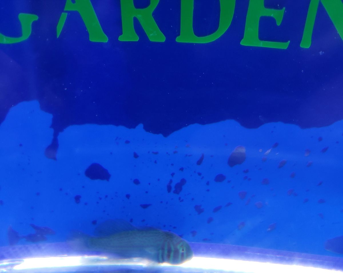 Clown Goby, Green War paint (Gobiodon Atrangulatus)