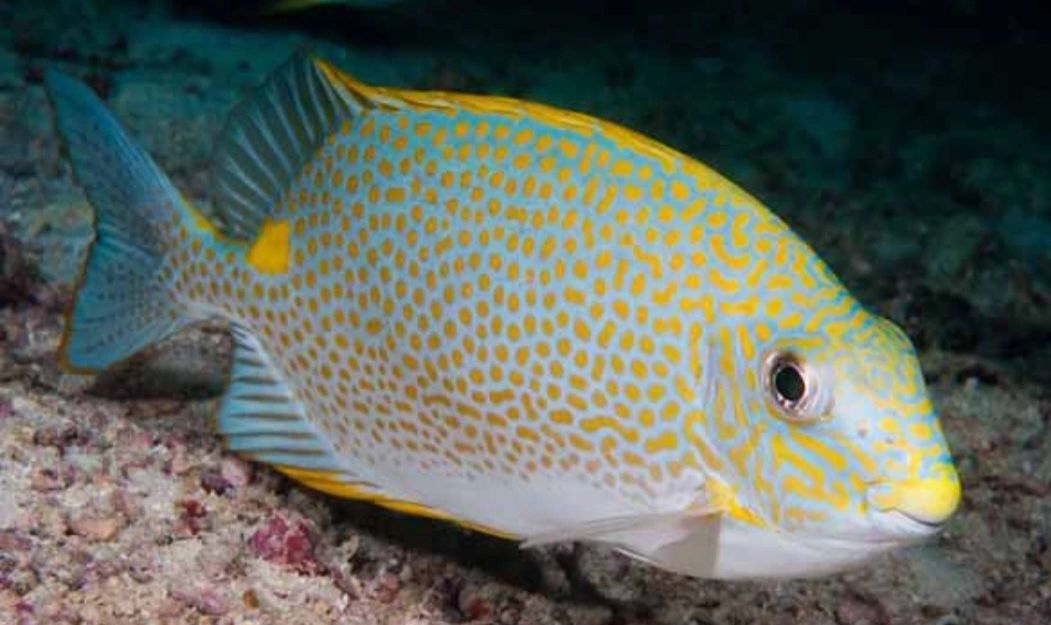 Orange Spotted Rabbitfish (Siganus guttatus)