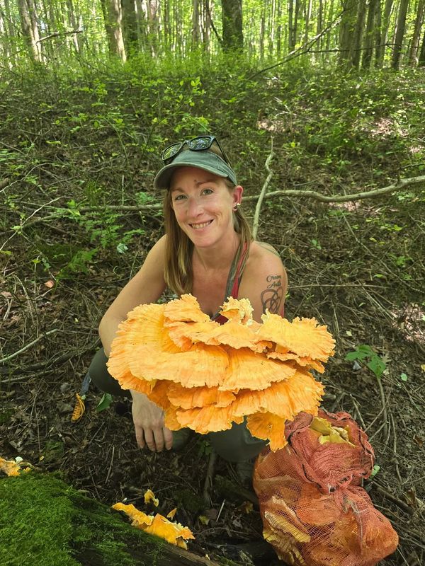 Woman in forest holding large chicken of the woods mushroom.