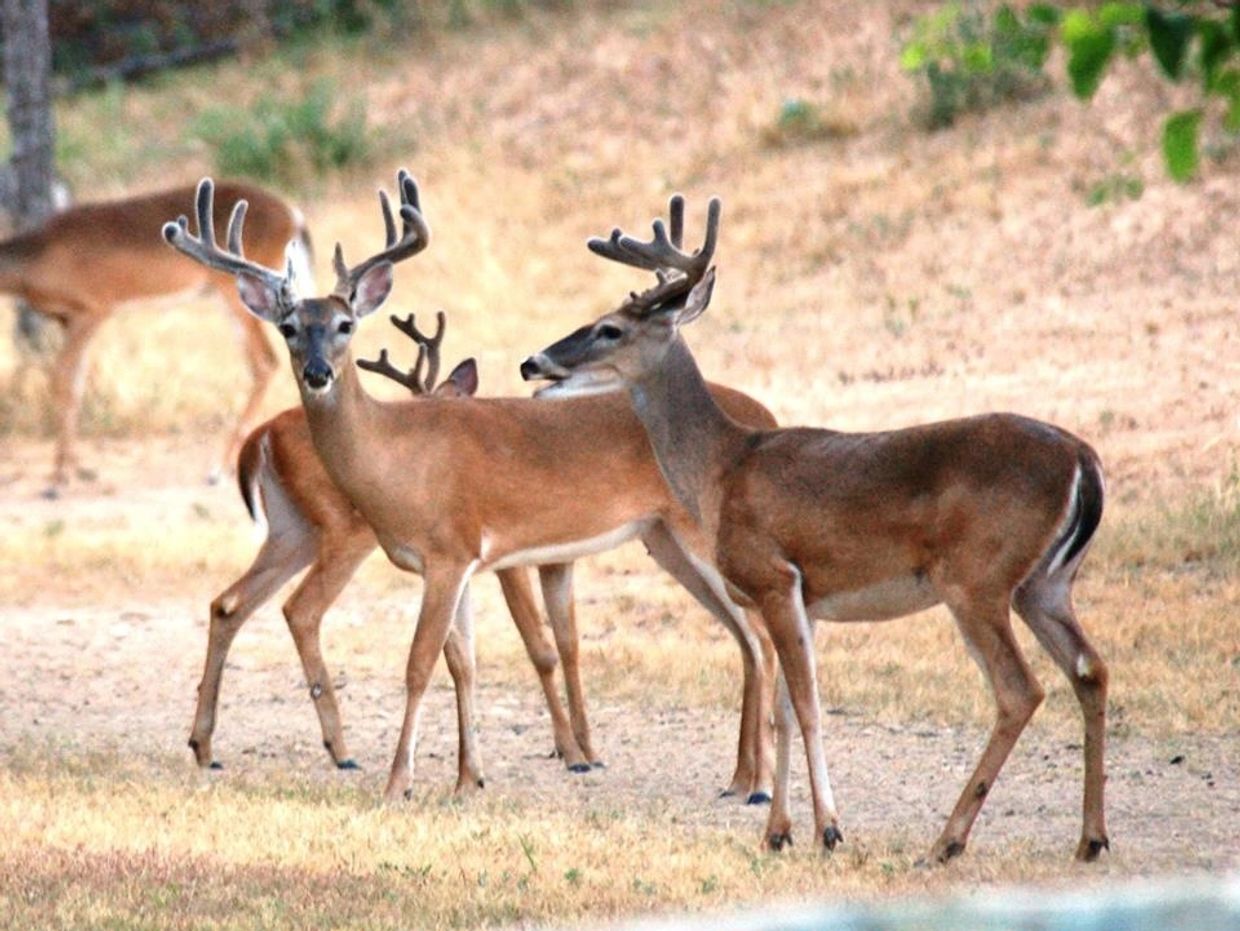 A group of four deer with antlers standing in a dry grassy area.