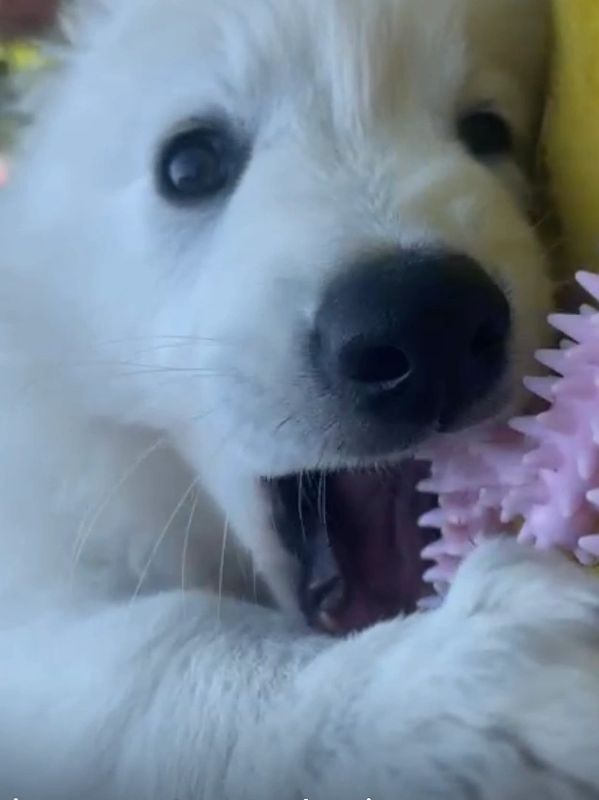 Close-up of a white puppy playing with a pink spiked toy.