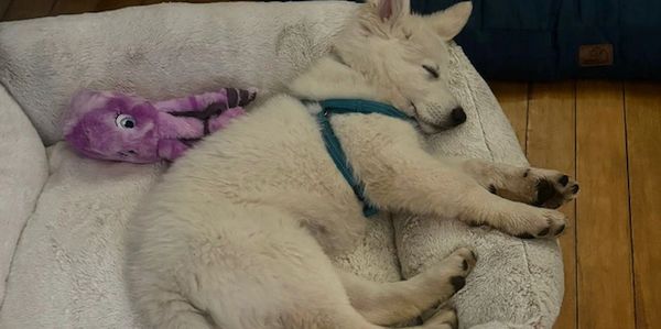 A white puppy sleeping peacefully in a cozy bed with a purple toy.