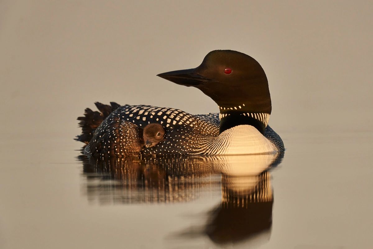 Common Loon with chick