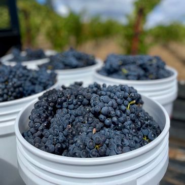 Buckets filled with freshly harvested dark purple grapes.
