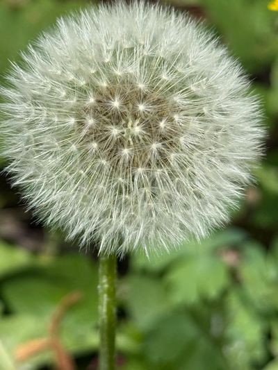 Close-up of a fluffy dandelion seed head against a green background.
