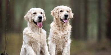Two dogs in clean yard maintained with regular dog waste removal service