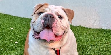 Dog on freshly cleaned lawn after one-time dog poop pickup service in Cape Cod