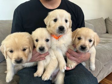 4 Boys Available 